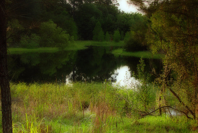 Enchanted Pond
