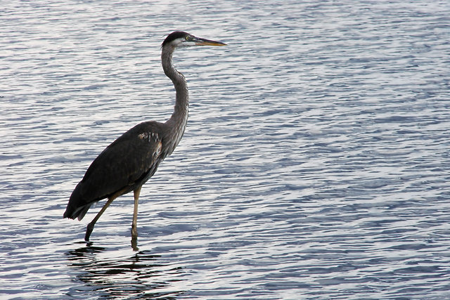 Wader