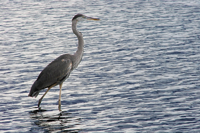 Wader II