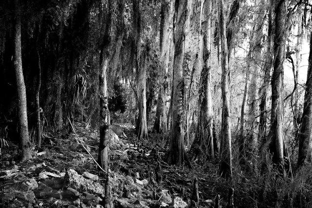 Cypress and Stone
