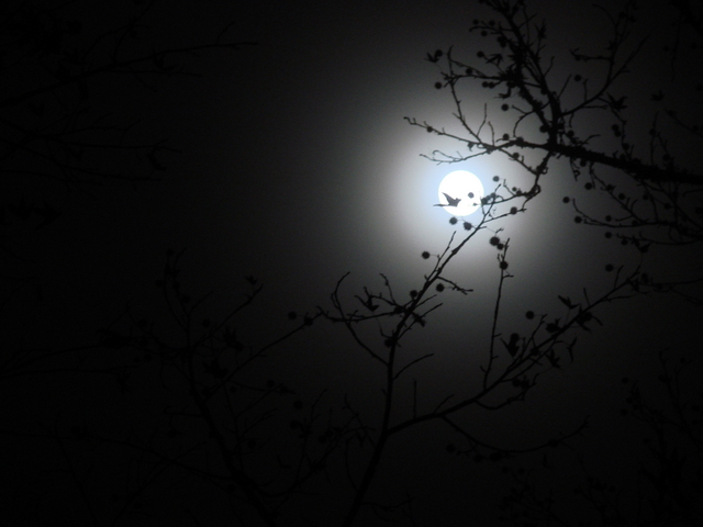 DSC03226.JPG