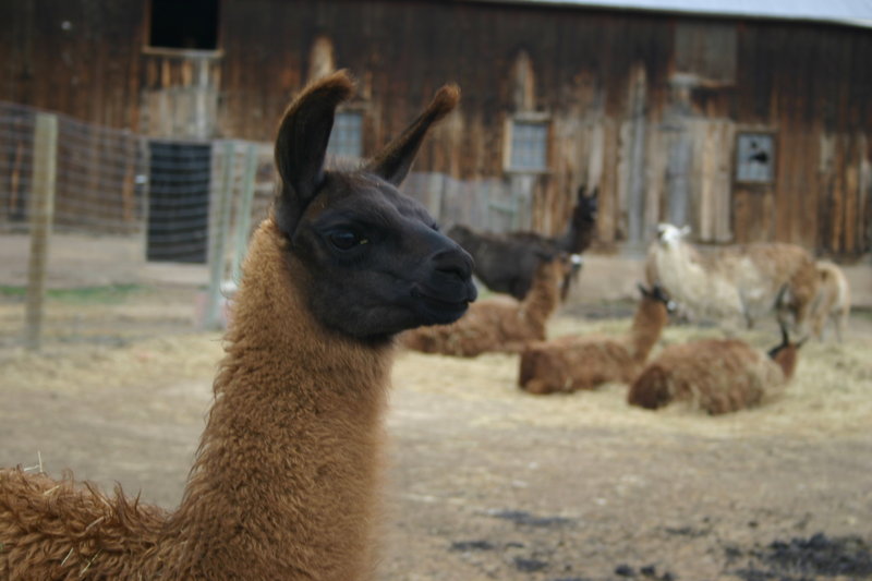 Llama llama