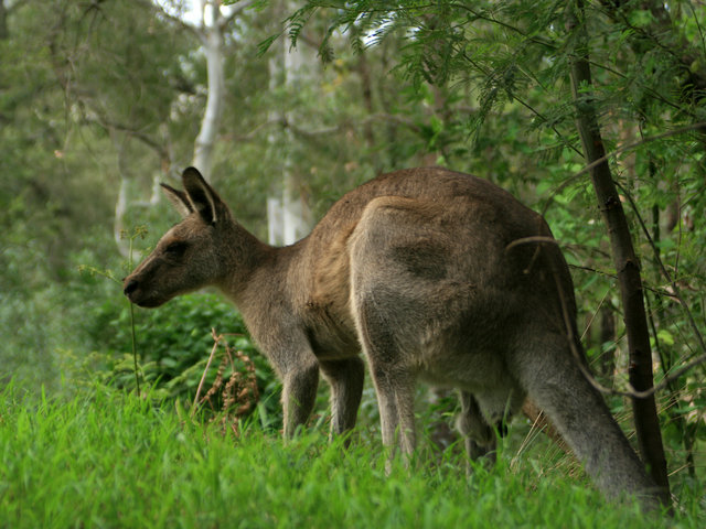 Wild Kangaroo