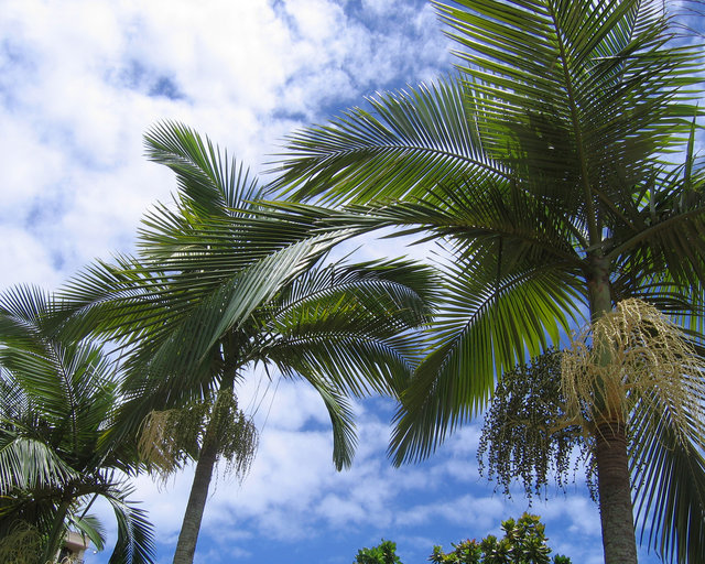 Summer Palms