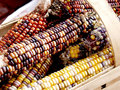 corn.jpg
