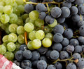 grapes.jpg