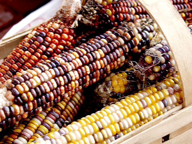 corn.jpg