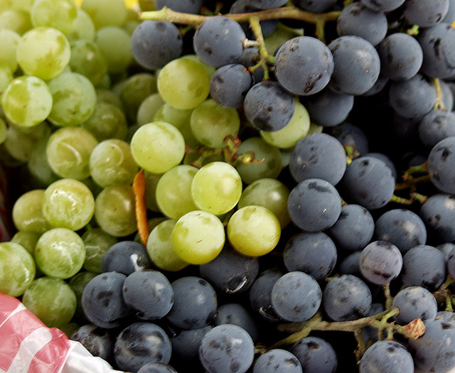 grapes.jpg