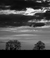 Day 11 - Trees