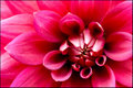 Red Dahlia