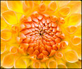 Sunburst