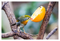 12 - Bird Feeder