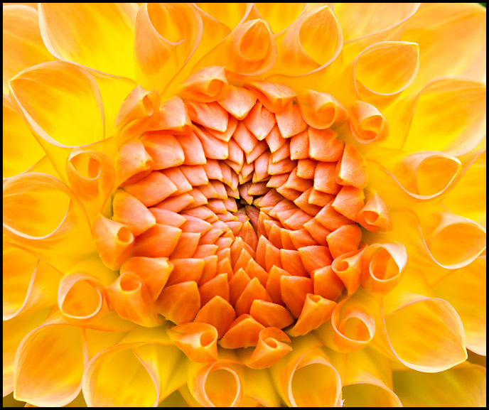 Sunburst