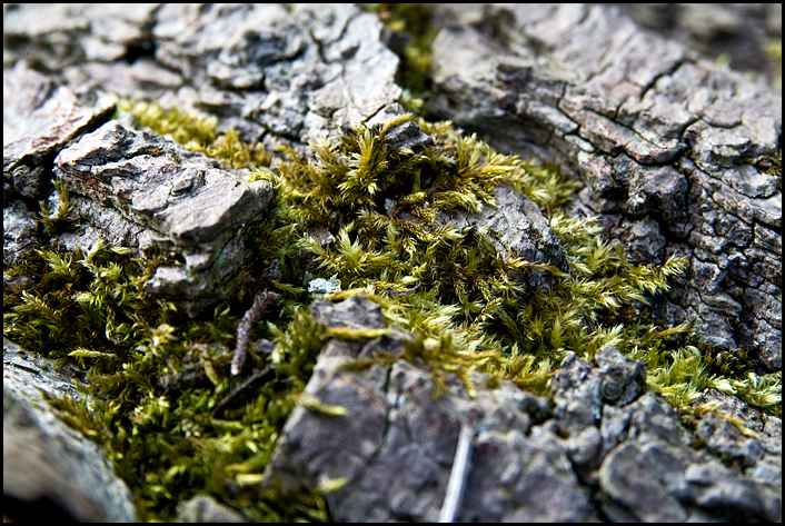 16 - Bark