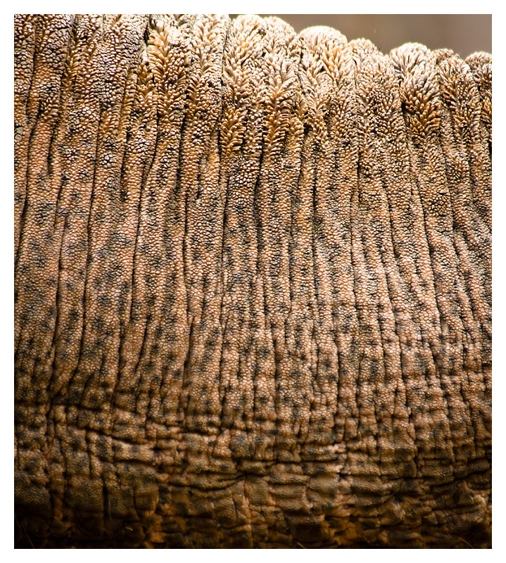 11 - Trunk