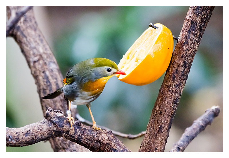 12 - Bird Feeder