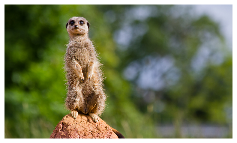 13 - Meerkat