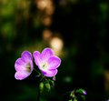 Wild Geranium.jpg