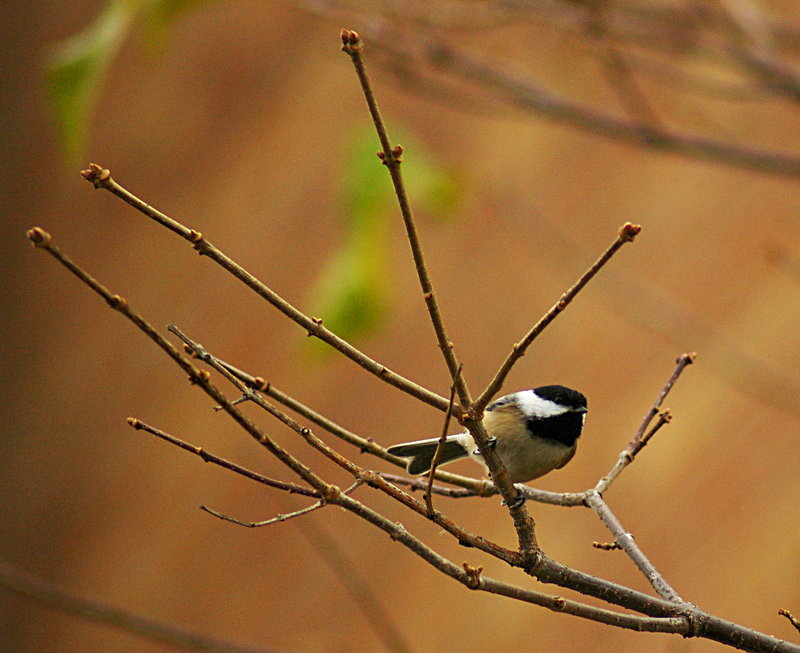 Chickadee.jpg