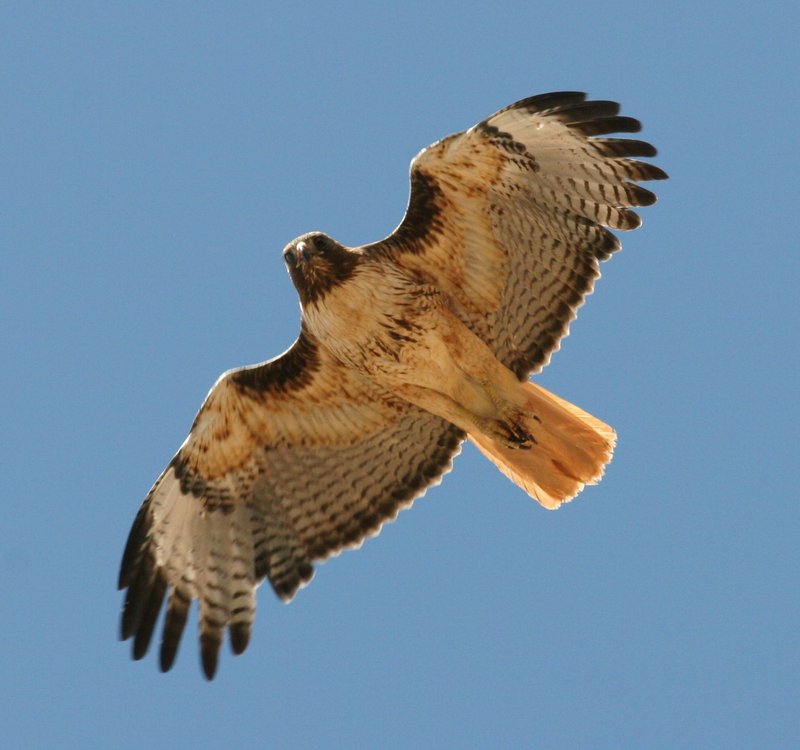 Dad of Baby Hawk mad at me...