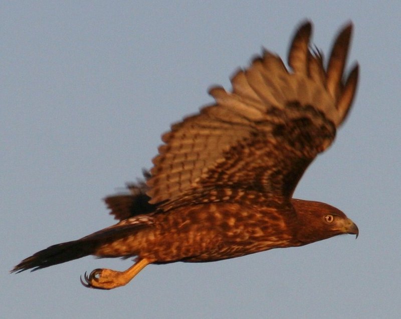 New HawkEagle 033.JPG