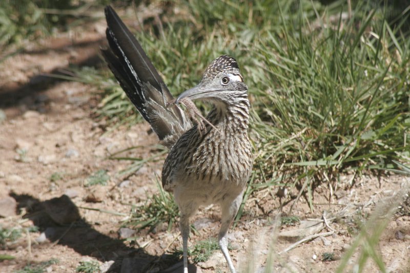 Road Runner Dinner 007.JPG