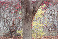 Tree and Wall in Station Square