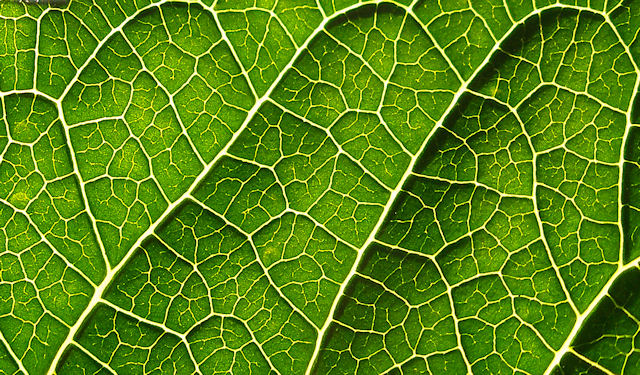 Poinsettia [outtake 2]