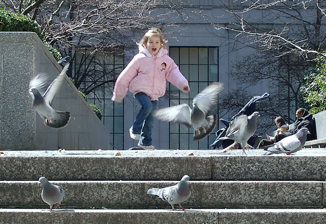 Chasing Pigeons