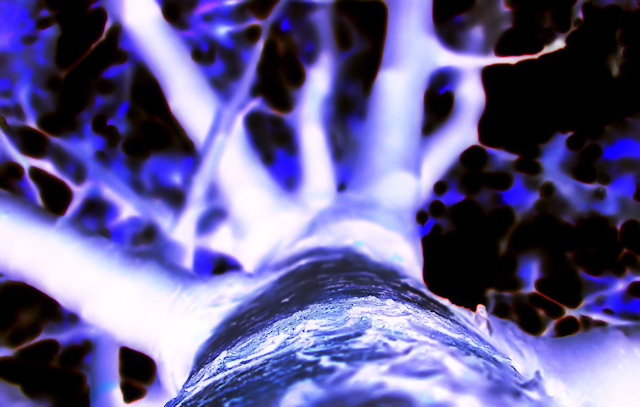 Up A Tree [outtake 1]