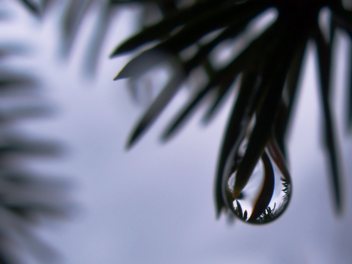 Raindrop On Pine Needle [outtake]