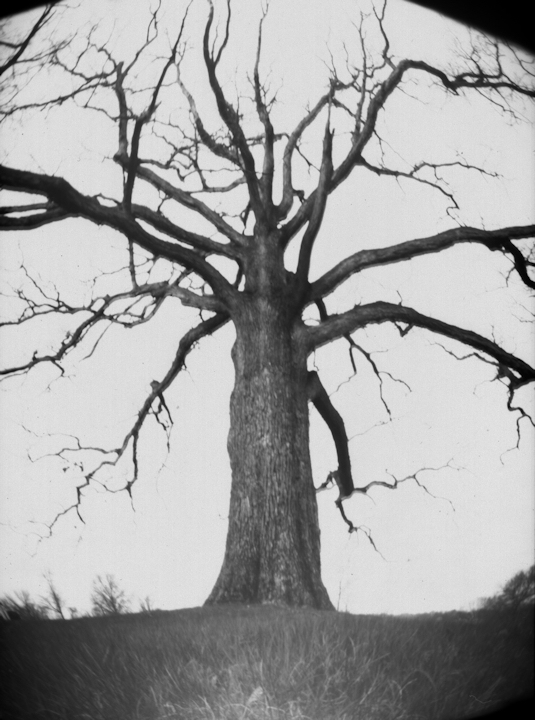 Just a Tree