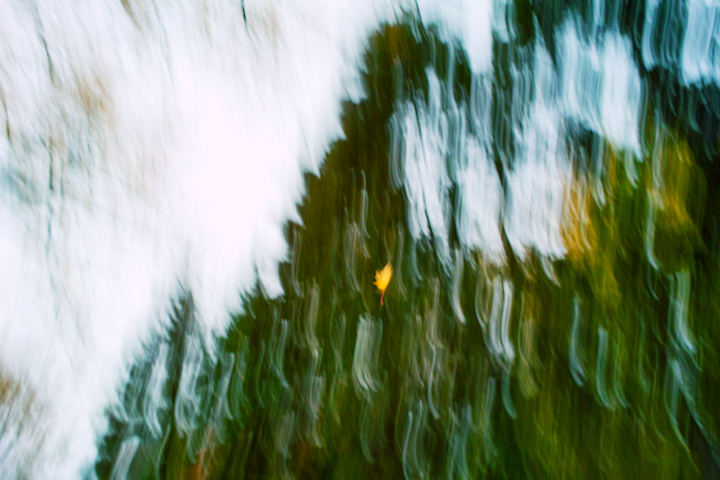 Motion Panning a Falling Leaf