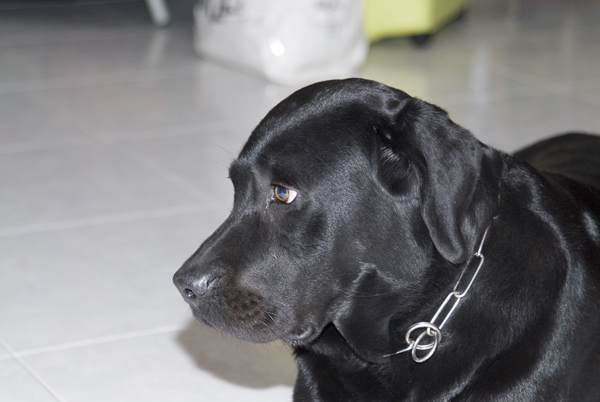 cloe.jpg
