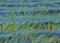 Grass in the Lake
