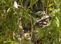Owl Babies II
