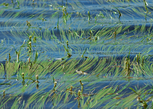 Grass in the Lake