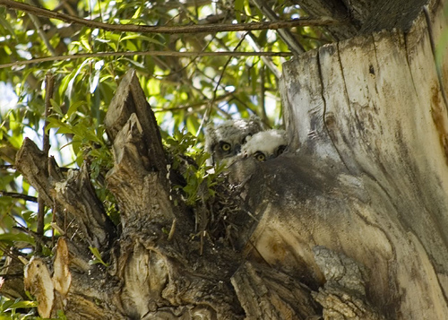 Owl Babies