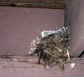 day 10 - Avian Home Improvement