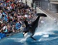 Shamu Down.jpg