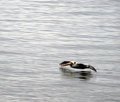 Flying Low  (pelican)