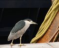 bird rope.jpg