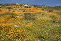 poppy-field.jpg