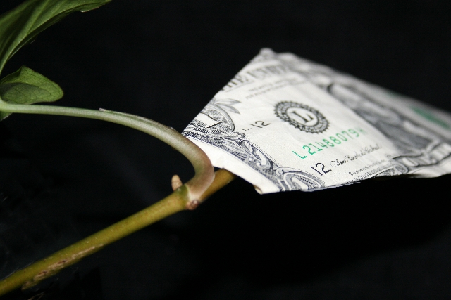 day 8 - Money Tree.jpg