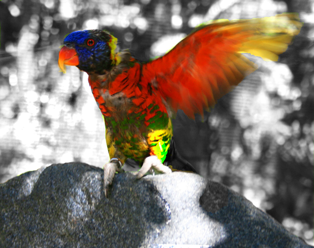 Lorikeet-bw.jpg