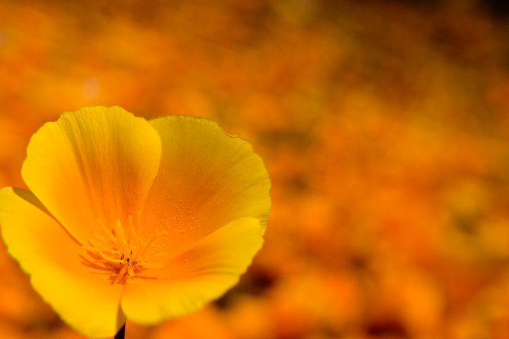 day 3 - California Poppy