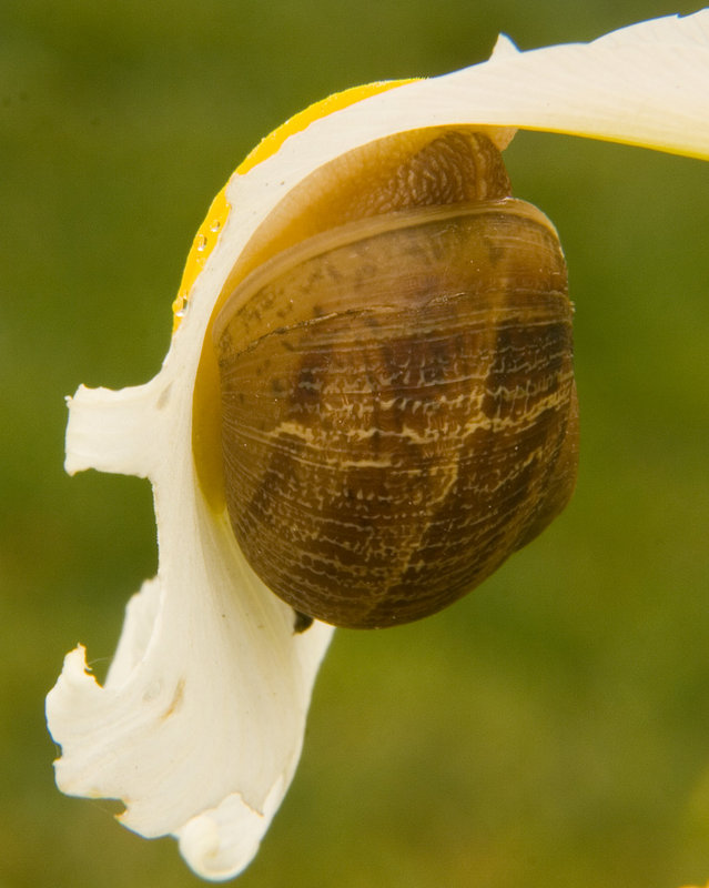 Snail and Iris