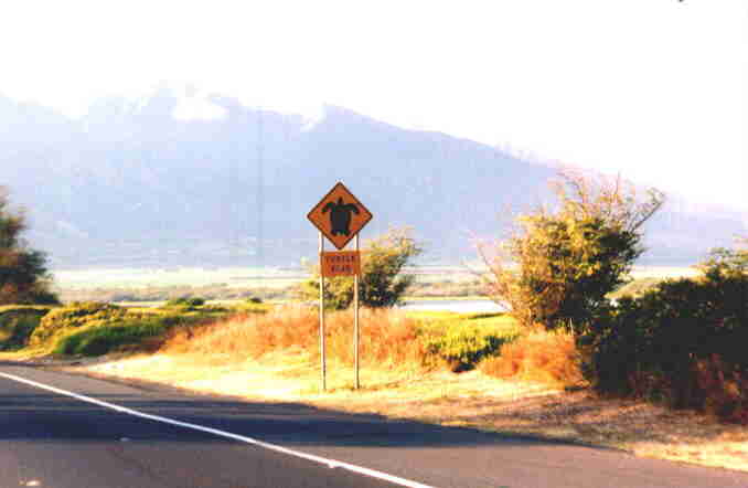 Turtle Crossing