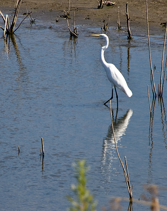 Great Egret reflection 2