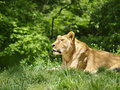 Penn State Nitney Lion